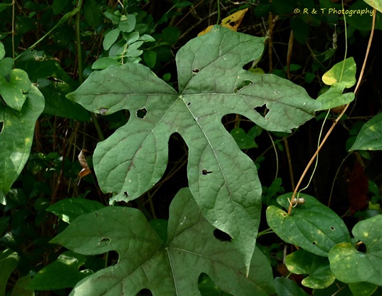 {Calycocarpum lyonii}